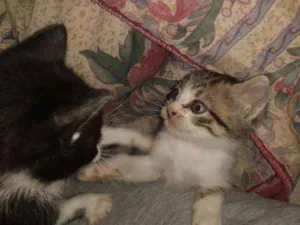 Gato raça  idade Abaixo de 2 meses nome Sem nome