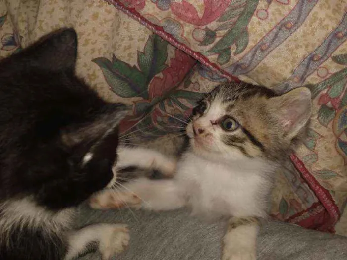 Gato ra a  idade Abaixo de 2 meses nome Sem nome