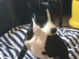 Simba
