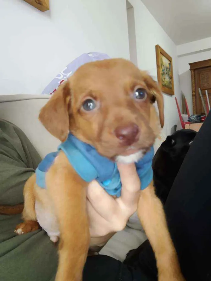 Cachorro ra a SRD idade Abaixo de 2 meses nome Holt