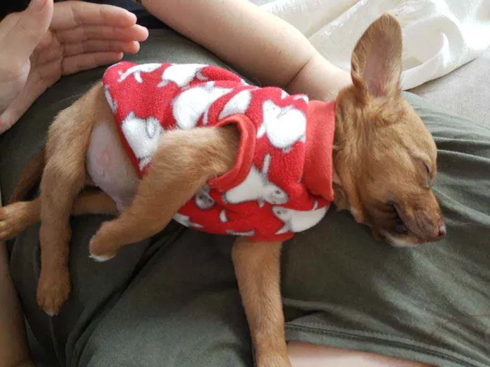 Cachorro ra a SRD idade Abaixo de 2 meses nome Holt