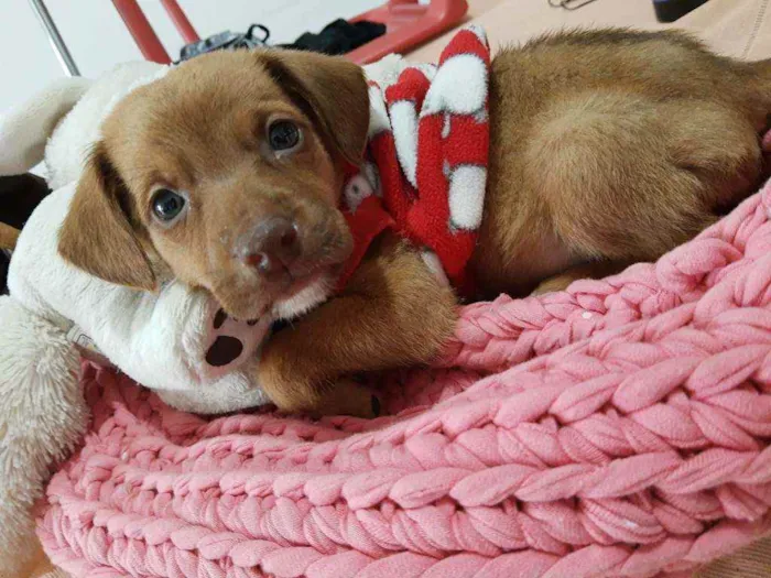 Cachorro ra a SRD idade Abaixo de 2 meses nome Holt