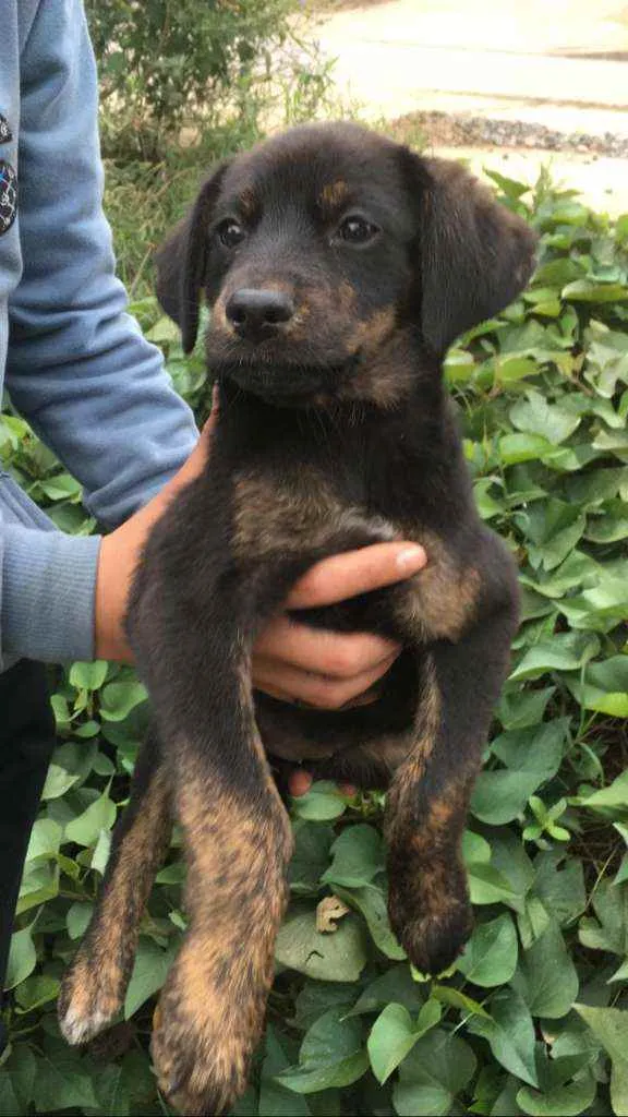 Cachorro ra a SRD idade 2 a 6 meses nome Luna