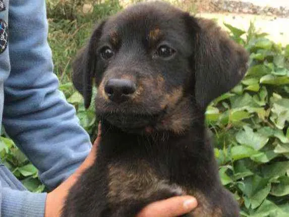 Cachorro ra a SRD idade 2 a 6 meses nome Luna