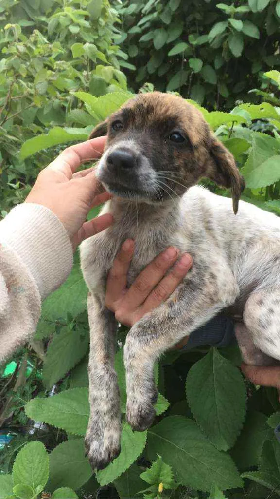 Cachorro ra a SRD idade 2 a 6 meses nome Hermione