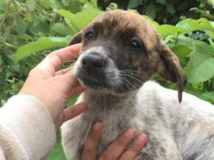 Cachorro raça SRD idade 2 a 6 meses nome Hermione