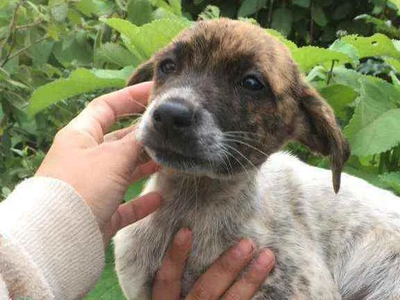 Cachorro ra a SRD idade 2 a 6 meses nome Hermione