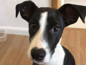 Cachorro raça SRD idade 2 a 6 meses nome Simba
