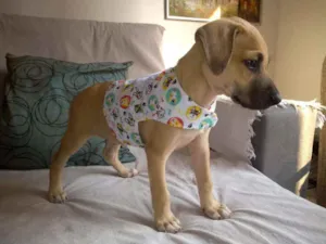 Cachorro raça SRD idade 2 a 6 meses nome Huguinho