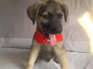 Cachorro raça SRD idade 2 a 6 meses nome Zezinho