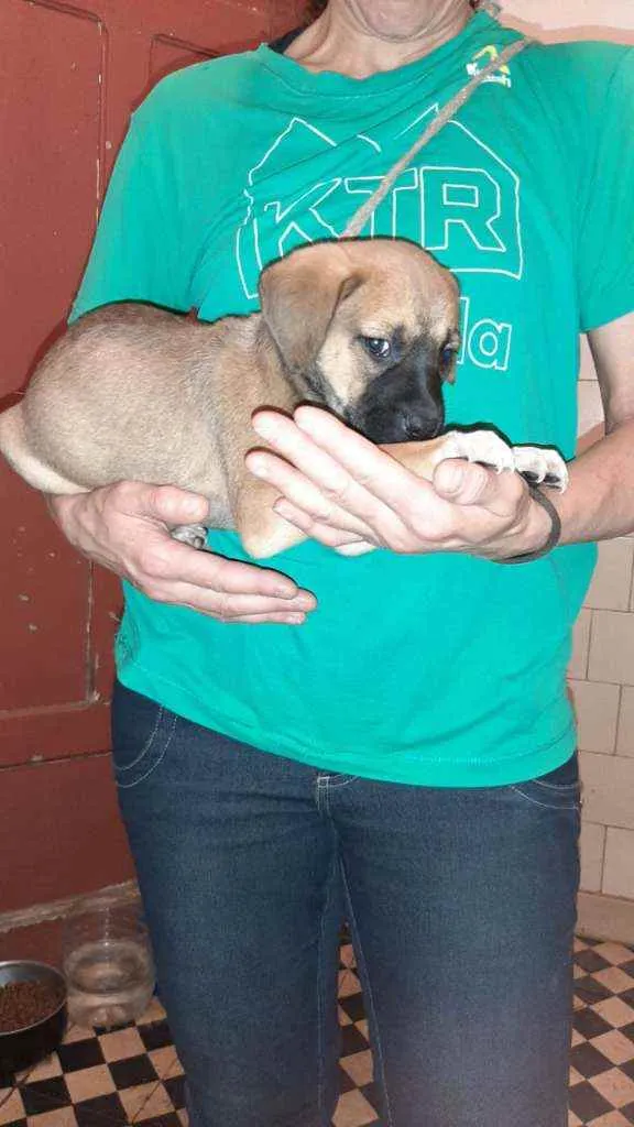 Cachorro ra a SRD idade 2 a 6 meses nome Jorginho