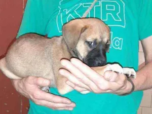 Cachorro raça SRD idade 2 a 6 meses nome Jorginho