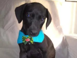 Cachorro raça SRD idade 2 a 6 meses nome Luizinho