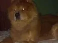Simba