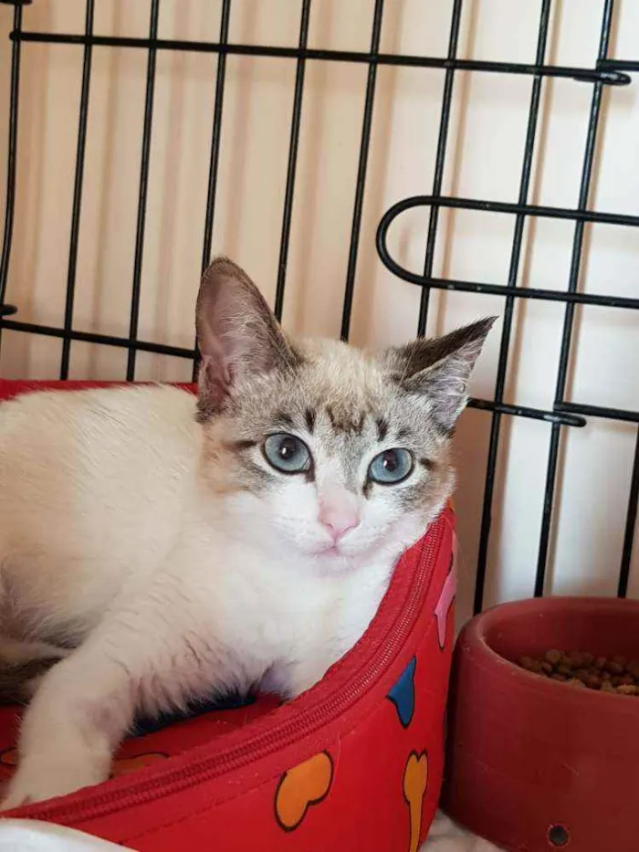Gato ra a SRD idade 2 a 6 meses nome Gardenia