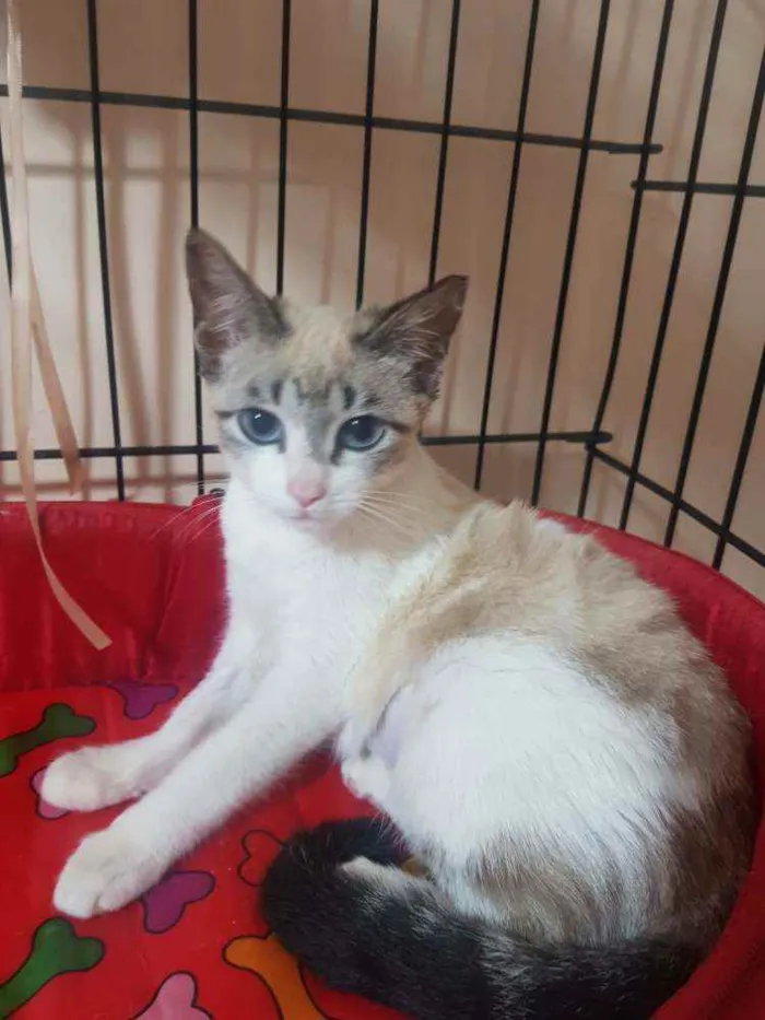 Gato ra a SRD idade 2 a 6 meses nome Gardenia