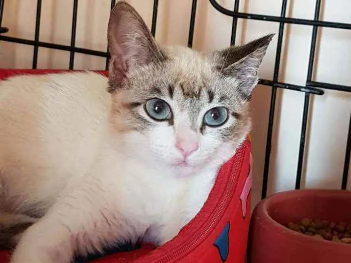 Gato ra a SRD idade 2 a 6 meses nome Gardenia