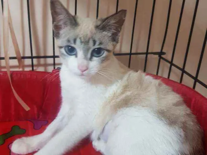 Gato ra a SRD idade 2 a 6 meses nome Gardenia