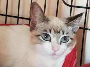 Gato raça SRD idade 2 a 6 meses nome Gardenia