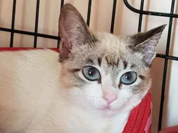 Gato ra a SRD idade 2 a 6 meses nome Gardenia