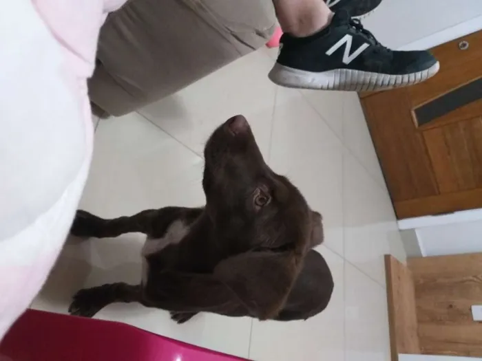 Cachorro ra a Vira-lata+labrador idade 7 a 11 meses nome Manu