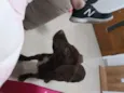 Manu