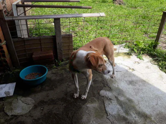 Cachorro ra a SRD idade 7 a 11 meses nome Jade