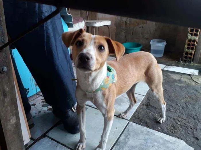 Cachorro ra a SRD idade 7 a 11 meses nome Jade