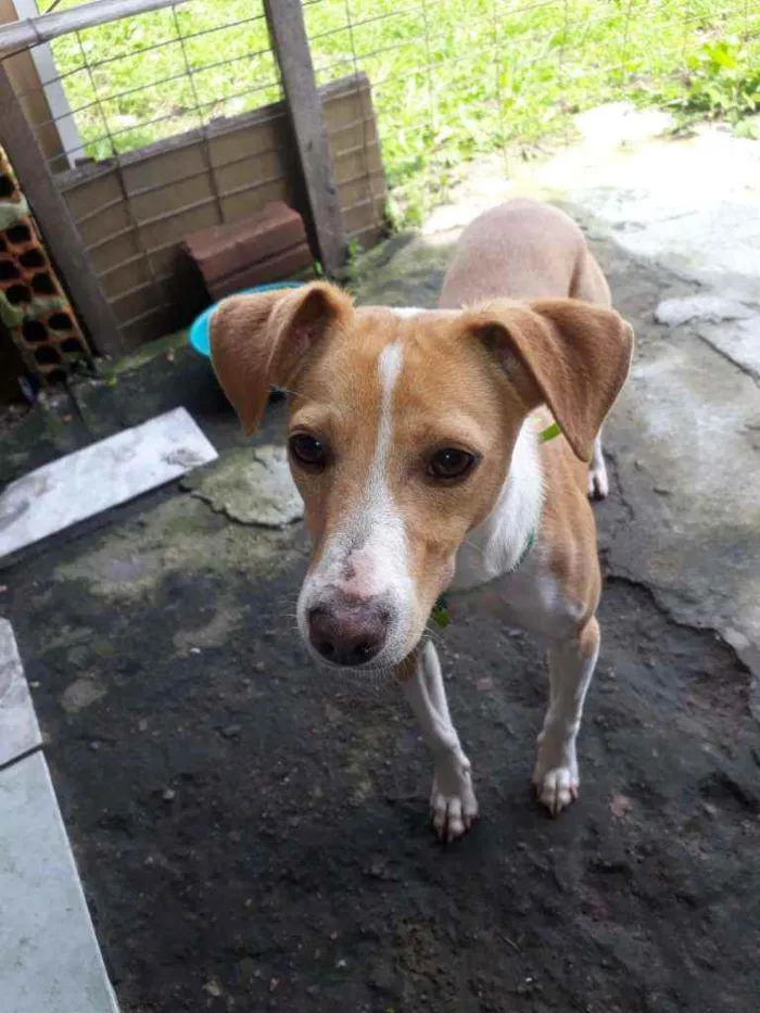 Cachorro ra a SRD idade 7 a 11 meses nome Jade