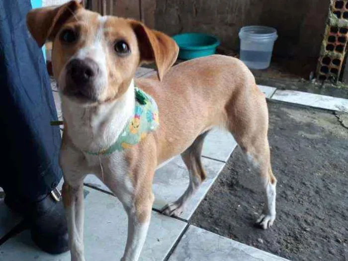 Cachorro ra a SRD idade 7 a 11 meses nome Jade