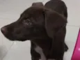 Manu