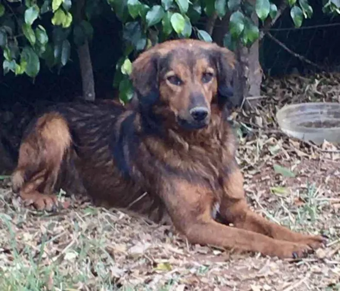 Cachorro ra a Mestiço  idade 7 a 11 meses nome Eros 