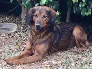 Cachorro raça Mestiço  idade 7 a 11 meses nome Eros 