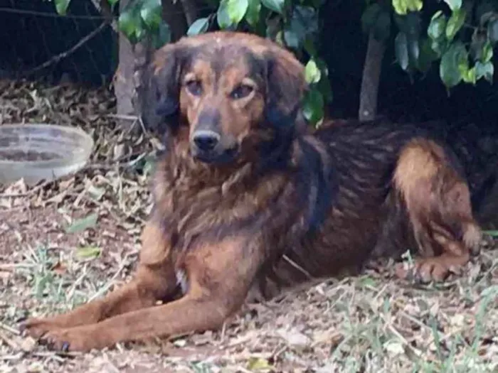 Cachorro ra a Mestiço  idade 7 a 11 meses nome Eros 