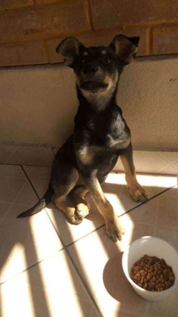 Cachorro ra a SRD idade 2 a 6 meses nome Não tem nome 