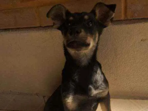 Cachorro ra a SRD idade 2 a 6 meses nome Não tem nome 