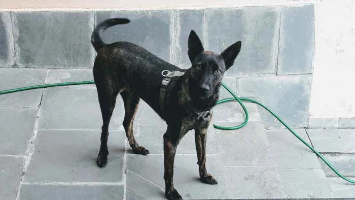 Cachorro ra a Não definida idade 3 anos nome Costelinha