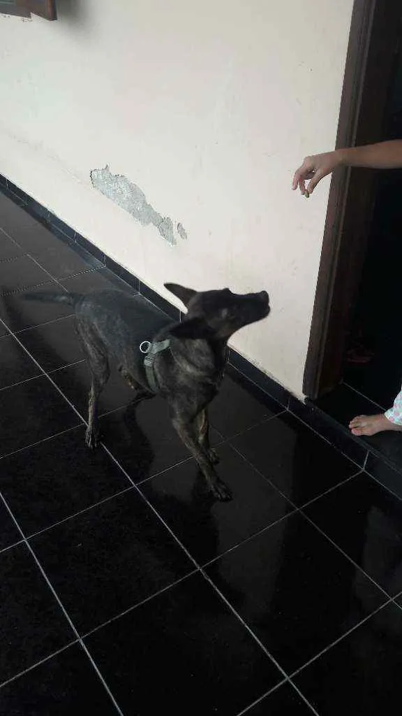 Cachorro ra a Não definida idade 3 anos nome Costelinha