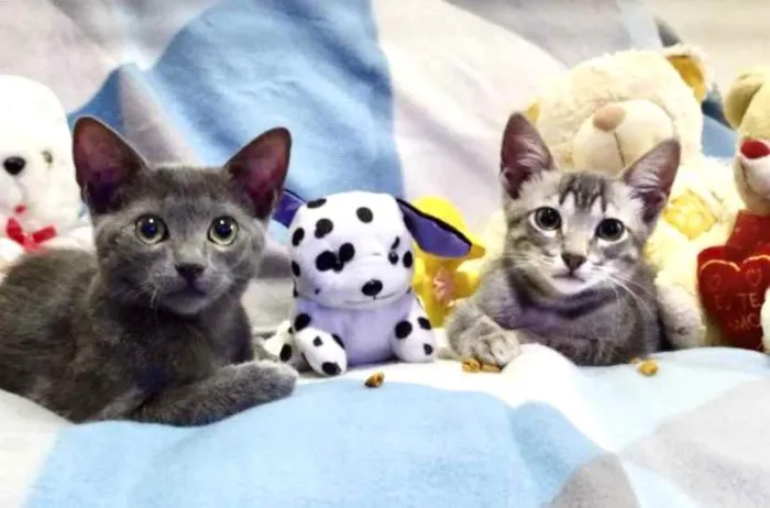Gato ra a SRD idade 2 a 6 meses nome Enzo e Eike 