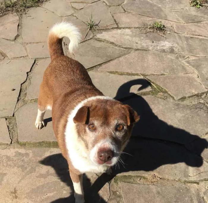 Cachorro ra a SRD idade 6 ou mais anos nome Luiza