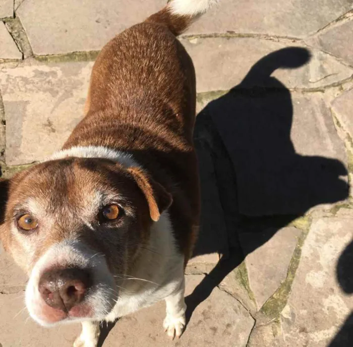 Cachorro ra a SRD idade 6 ou mais anos nome Luiza