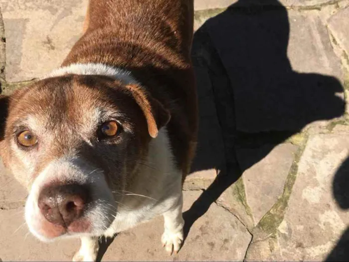 Cachorro ra a SRD idade 6 ou mais anos nome Luiza