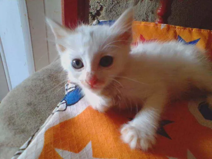 Gato raça Srd idade 2 a 6 meses nome Julio
