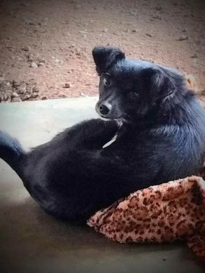 Cachorro ra a Indefinida  idade 7 a 11 meses nome Lyra