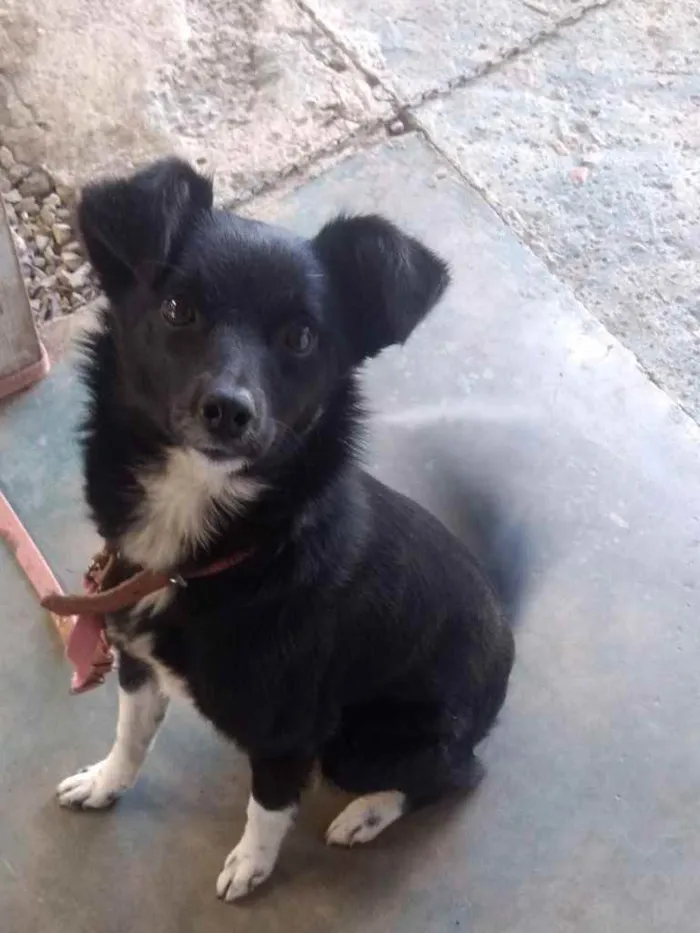 Cachorro ra a Indefinida  idade 7 a 11 meses nome Lyra