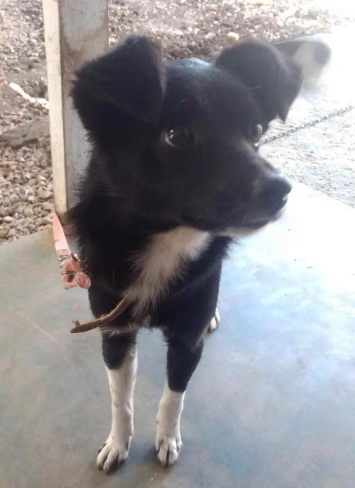 Cachorro ra a Indefinida  idade 7 a 11 meses nome Lyra