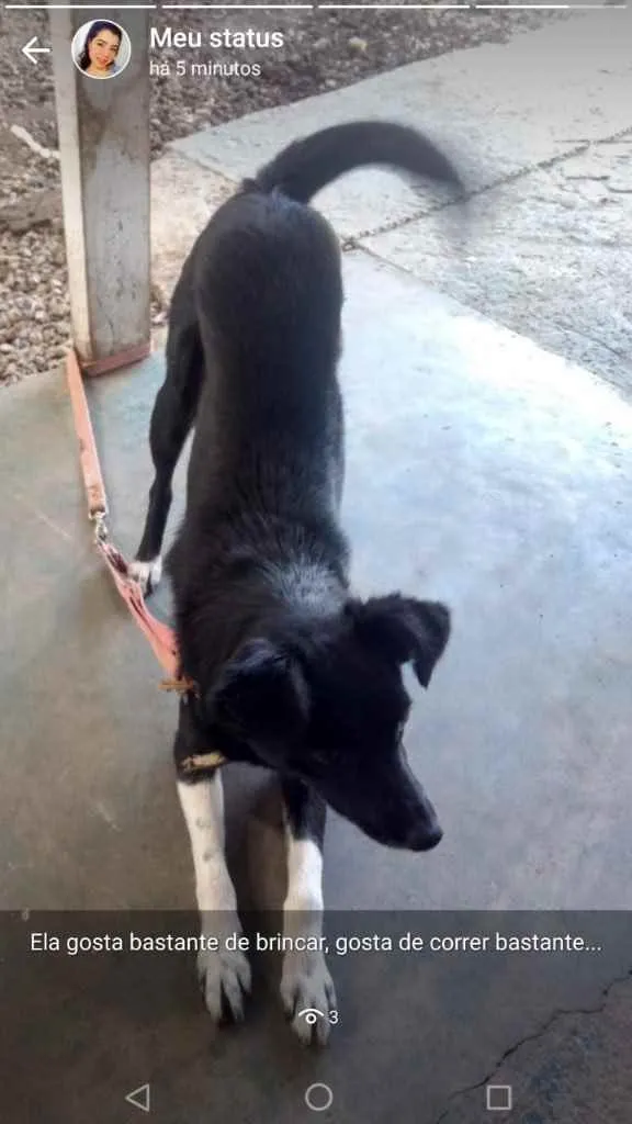 Cachorro ra a Indefinida  idade 7 a 11 meses nome Lyra