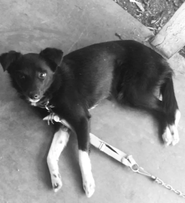Cachorro ra a Indefinida  idade 7 a 11 meses nome Lyra