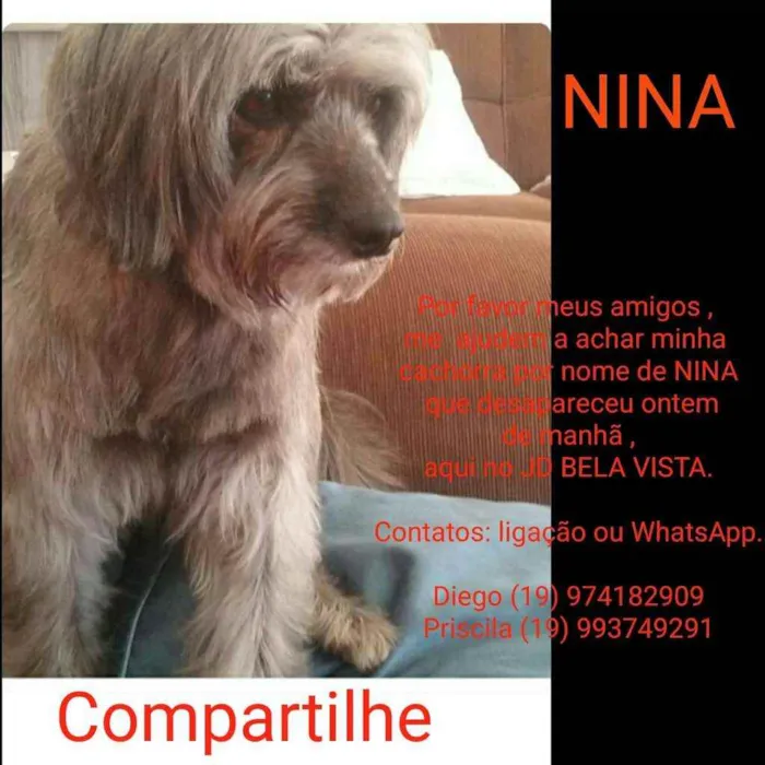 Cachorro ra a Vira lata idade 6 ou mais anos nome Nina