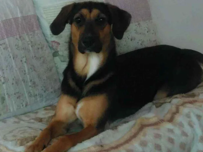 Cachorro ra a Sem raça definida  idade 1 ano nome Selina 